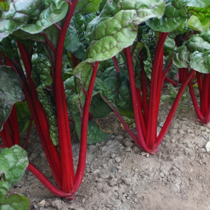 Picture of Leaf Beet Chard Intense